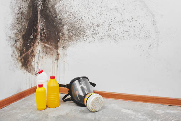 Best Commercial Mold Removal  in Orofino, ID