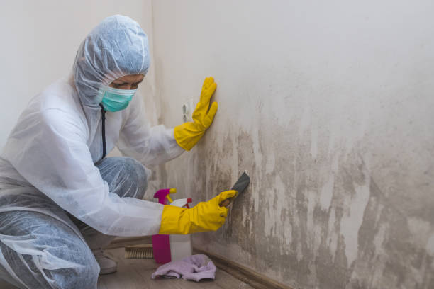 Attic Mold Removal in Orofino, ID