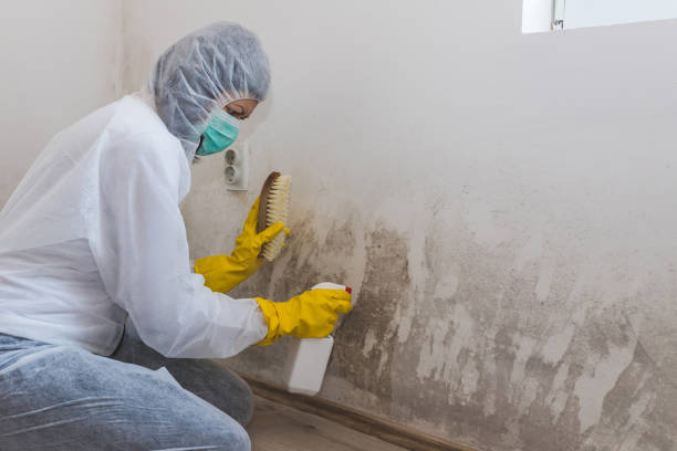 Mold Removal Process in Orofino, ID