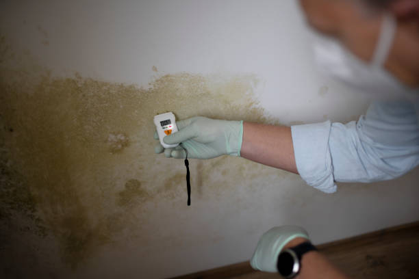 Best Mold Testing  in Orofino, ID