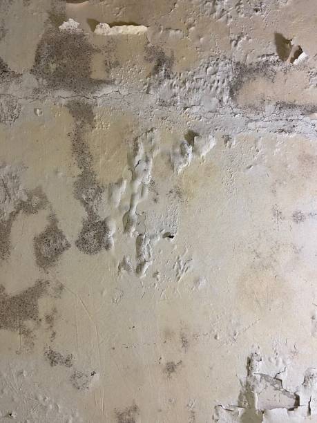 Best Mold Damage Repair  in Orofino, ID