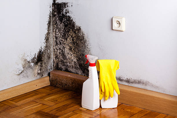 Best Black Mold Removal  in Orofino, ID